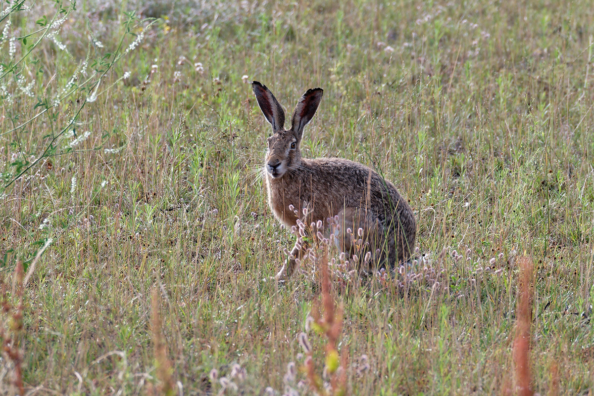 Hare