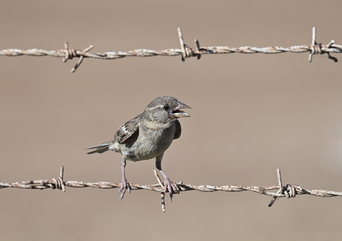 Sparrow in MLA